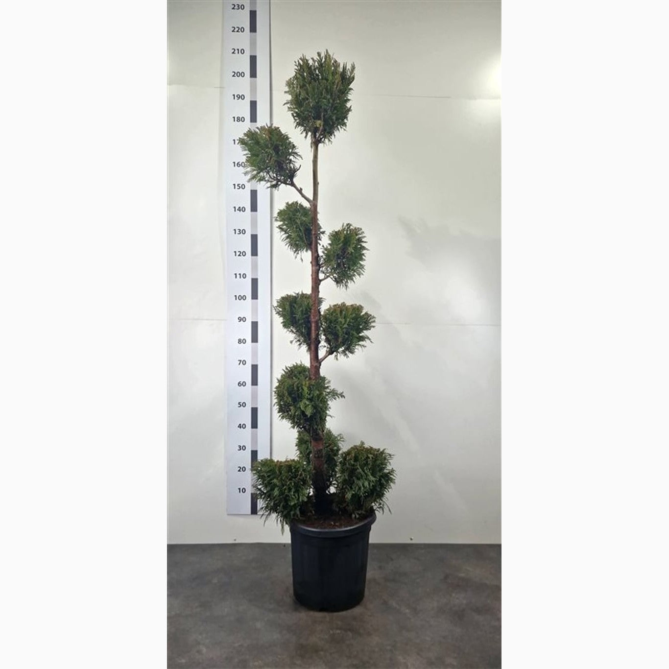 Thuja – Thuja plicata 'Martin' - 140-160 CM PonPon Cont.